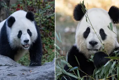 Pandas show ‘positive interest in each other,’ National Zoo staff says