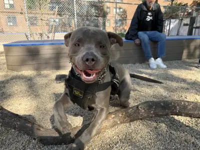 At NYCHA’s first dog park, Bronx K-9 and human neighbors alike are making fast friends