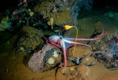 Deep sea mining threatens the unknown