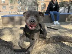 At NYCHA’s first dog park, Bronx K-9 and human neighbors alike are making fast friends