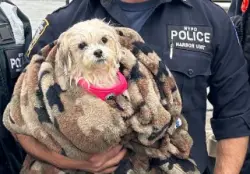 Dog rescued from East River finds forever home with NYPD officer who saved her