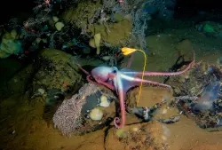 Deep sea mining threatens the unknown